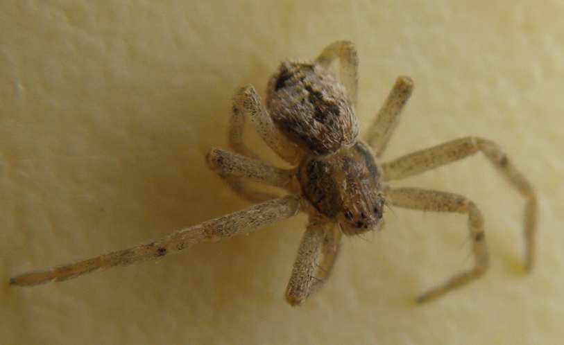 Philodromus sp.
